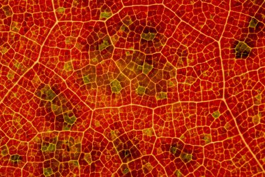 Güzel ayrıntılı altın sonbahar yaprak makro - doku yakın çekim