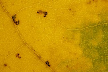 Güzel ayrıntılı altın sonbahar yaprak makro - doku yakın çekim