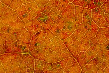 Güzel ayrıntılı altın sonbahar yaprak makro - doku yakın çekim