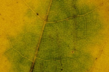 Güzel ayrıntılı altın sonbahar yaprak makro - doku yakın çekim