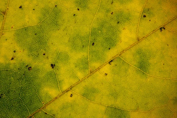 Güzel ayrıntılı altın sonbahar yaprak makro - doku yakın çekim