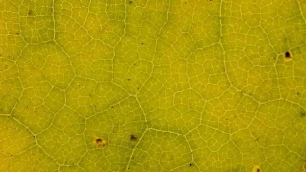 Güzel ayrıntılı altın sonbahar yaprak makro - doku yakın çekim