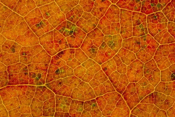 Güzel ayrıntılı altın sonbahar yaprak makro - doku yakın çekim