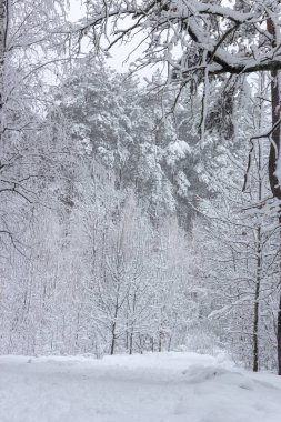 Kavram Kış Güzellik. Parke. Çıplak ağaçlar karla kaplı. Soğuk tazelik