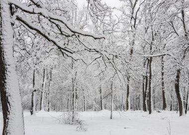 Kavram Kış Güzellik. Parke. Çıplak ağaçlar karla kaplı. Soğuk tazelik