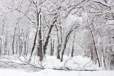 Kavram Kış Güzellik. Parke. Çıplak ağaçlar karla kaplı. Soğuk tazelik