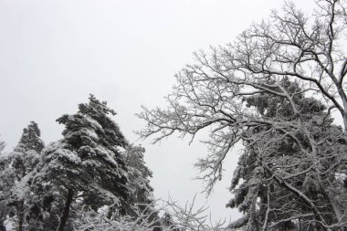 Karlı iğne yapraklı orman. Kış Güzellik ve tazelik arka plan kavramı