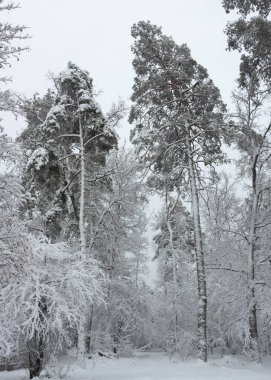Karlı iğne yapraklı orman. Kış Güzellik ve tazelik arka plan kavramı