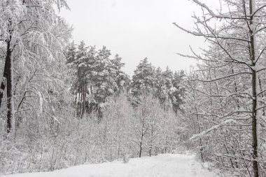 Karlı iğne yapraklı orman. Kış Güzellik ve tazelik arka plan kavramı