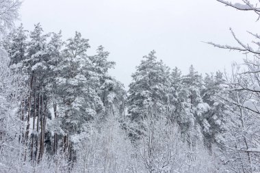 Karlı iğne yapraklı orman. Kış Güzellik ve tazelik arka plan kavramı