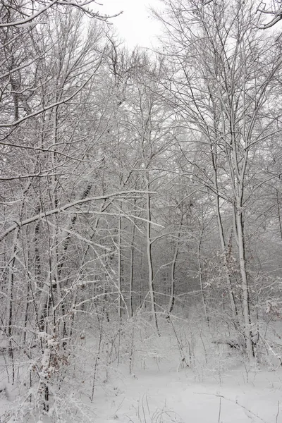 Koncept Zimní Krásy Tvrdého Dřeva Holé Stromy Pokryté Sněhem Mrazivý — Stock fotografie
