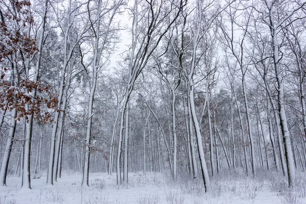 Concept Winter Beauty Hardwood Bare Trees Covered Snow Frosty Freshness — Stock Photo, Image