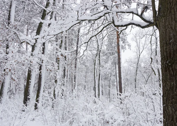 Концепция Зимней Красоты Хардвуд Голыми Деревьями Покрытыми Снегом Морозная Свежесть — стоковое фото