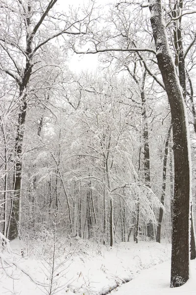 Koncept Zimní Krásy Tvrdého Dřeva Holé Stromy Pokryté Sněhem Mrazivý — Stock fotografie