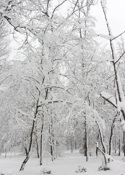 Concepto Belleza Invernal Madera Dura Con Árboles Desnudos Cubiertos Nieve — Foto de Stock