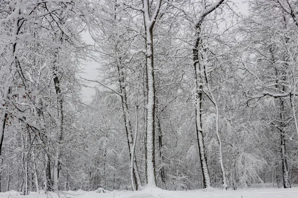 Concept Winter Beauty Hardwood Bare Trees Covered Snow Frosty Freshness — Stock Photo, Image