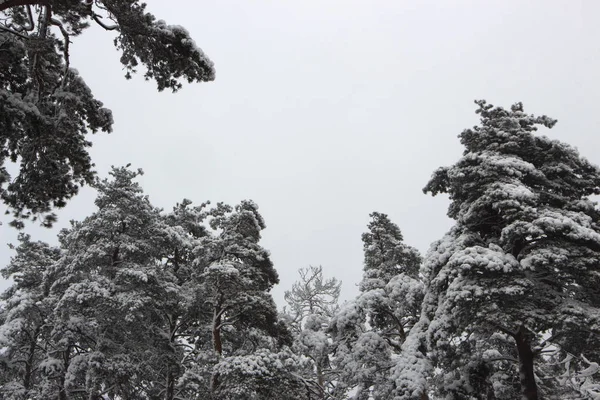 Karlı iğne yapraklı orman. Kış Güzellik ve tazelik arka plan kavramı