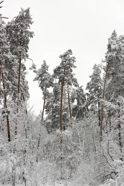 Besneeuwde Naaldhout Bos Concept Van Winter Schoonheid Frisheid Achtergrond — Stockfoto