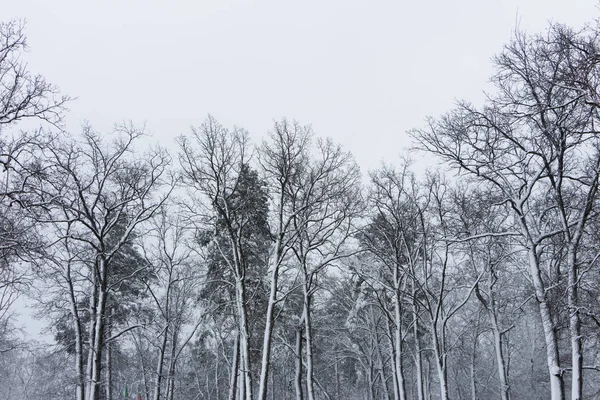 Snowy Lasu Iglastego Koncepcja Zimowe Piękno Świeżość Tła — Zdjęcie stockowe