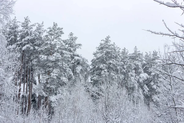 Foresta Conifere Innevata Concetto Bellezza Invernale Sfondo Freschezza — Foto Stock