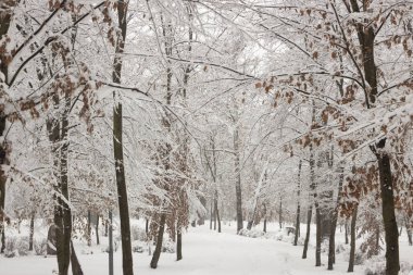 Garip dalları kar kış konsepti ile kaplı