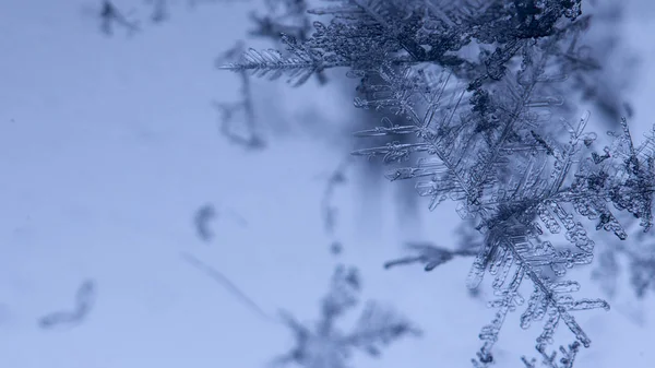 Superbe Flocons Neige Sur Fond Bleu Clair Gros Plan — Photo