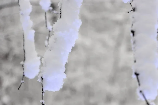Ramas Extrañas Cubiertas Nieve Concepto Invierno —  Fotos de Stock