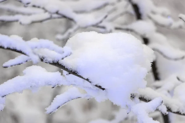 Странные Ветви Покрытые Снежной Зимой — стоковое фото