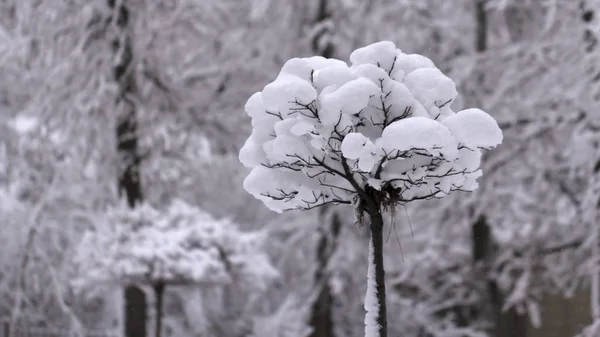 Dziwny Gałęzie Pokryte Koncepcja Zima Śnieg — Zdjęcie stockowe