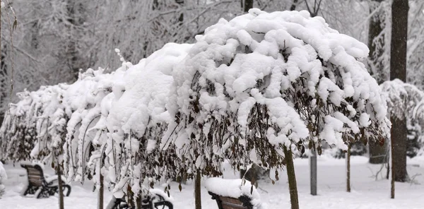 雪冬概念でカバーされる奇妙な枝 — ストック写真