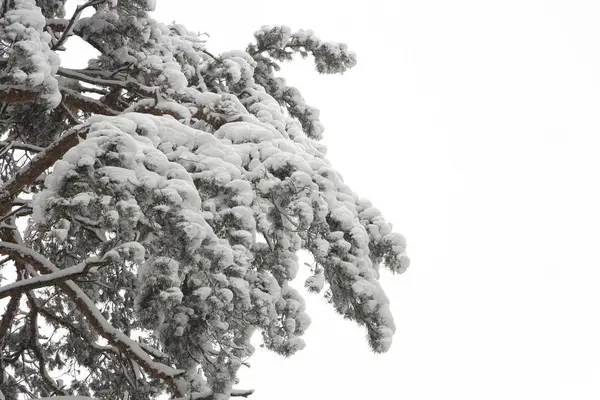 Snow Covered Branches Coniferous Trees Winter Frosty Freshness Background — Stock Photo, Image