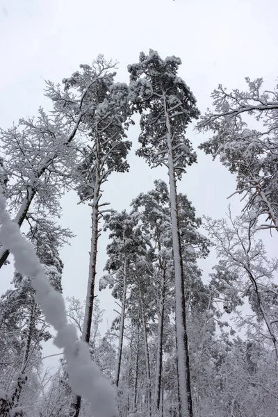 Sneeuw Bedekte Takken Van Coniferen Winter Frosty Versheid Achtergrond — Stockfoto