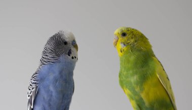 Dalgalı papağan öp. Küçük kuşlar dokundu birbirlerinin gagaları yakın çekim