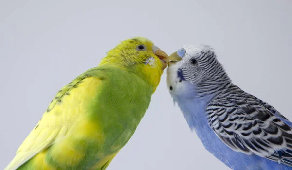 Kyssa Vågiga Papegojor Små Fåglar Rörd Varandras Näbbar Närbild — Stockfoto