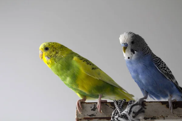 Wellige Papageien Küssen Kleine Vögel Berührten Einander Aus Nächster Nähe — Stockfoto