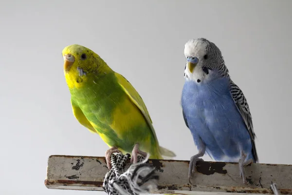 Kiss Wavy Parrots Little Birds Touched Each Other Beaks Close — Stock Photo, Image