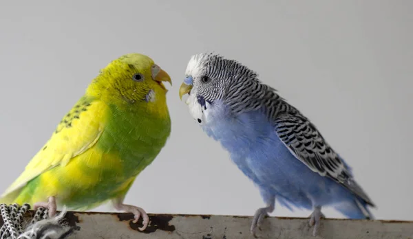 Kiss Wavy Parrots Little Birds Touched Each Other Beaks Close — Stock Photo, Image