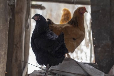 odun içinde belgili tanımlık geçmiş bir deste çiftlik evinin bahçesinde birkaç sarı tavuk