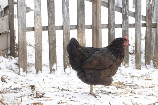 Black chicken on a winter snowy rural yard close up