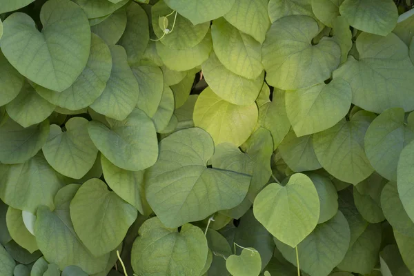 ウマノスズクサの葉テクスチャ背景コンセプト新鮮さと自然のクローズ アップ — ストック写真