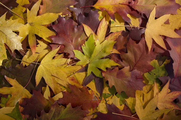Folhas Outono Coloridas Chão Textura Floresta — Fotografia de Stock