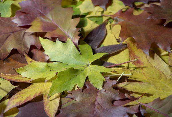 Feuilles Automne Colorées Sur Sol Dans Texture Forêt — Photo