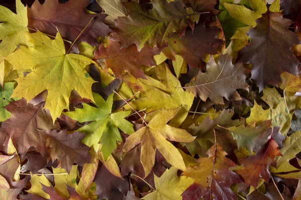 Kleurrijke Herfstbladeren Grond Het Bos Textuur — Stockfoto