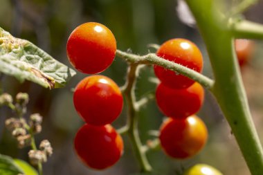 Olgun ve olgunlaşmamış üzüm domates suda gruptaki yakın çekim