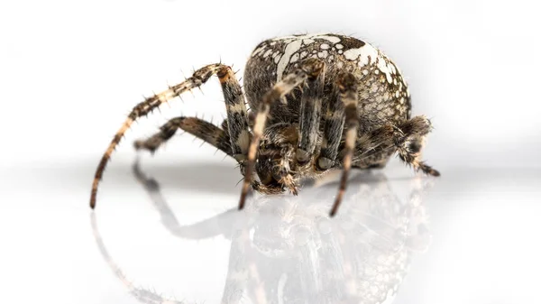 Araignée Jardin Sur Fond Noir Araneidae — Photo