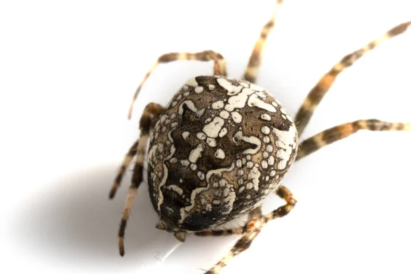Tuin Spin Zwarte Achtergrond Wielwebspinnen Araneidae — Stockfoto