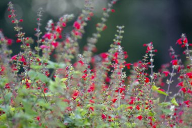 Parlak kırmızı çiçekler clary, mor adaçayı adaçayı, Salvia coccinea çiçek yatakta Park