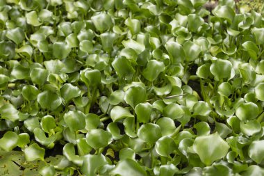 Nehir teture arka plan seçici odak su sümbül