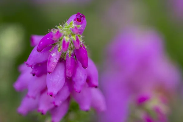 Brezo Blanco Rosa Salvaje Macro Aire Libre Cerca — Foto de Stock