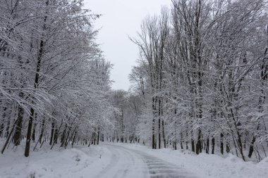 Yolun ortasında kış orman ve ağaç bir bulutlu gün arka planda karda